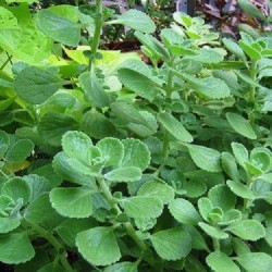 Oregano Poeder kiemarm Biologisch 1 kg