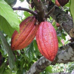 Cacao Poeder Biologisch 100 gram