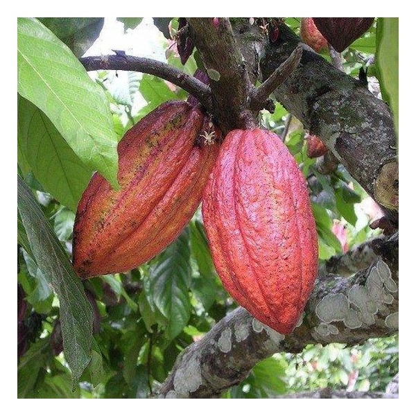 Cacao Poeder Biologisch 100 gram