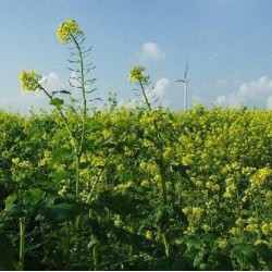 Mosterdzaad Heel Geel kiemarm Biologisch 100 gr