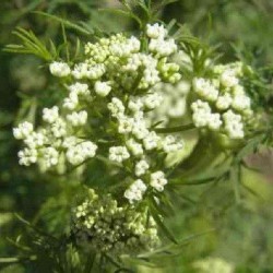 Karwij Heel kiemarm Biologisch 100 gram