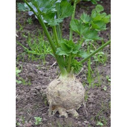 Selderijknollen Poeder Biologisch 100 gram