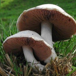 Champignon Poeder Biologisch 100 gram