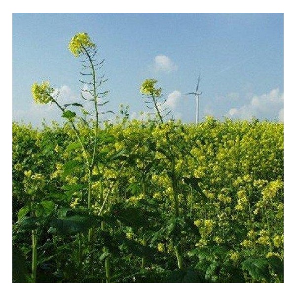 Mosterdzaad Heel Bruin Sarepta Brassica Juncea Bio 1 kg